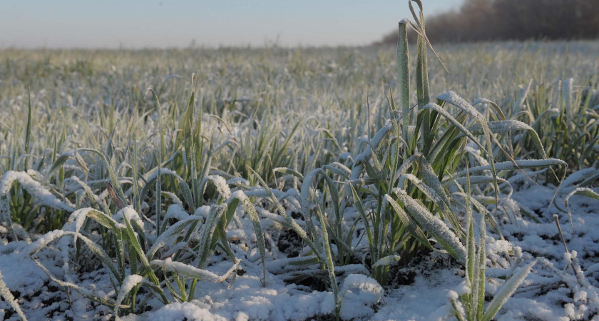 В Волгоградской области из-за похолодания пострадали 24% озимых посевов