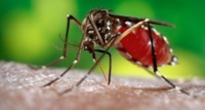 Жительница Волгоградской области привезла из Вьетнама лихорадку денге