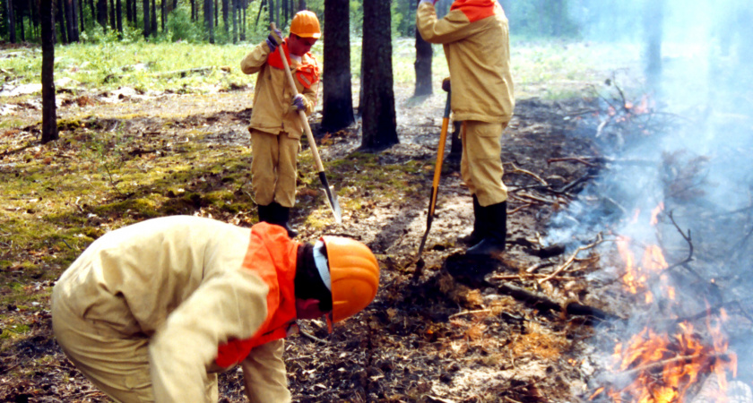 В лесах волгоградского региона начинается период пожароопасного сезона
