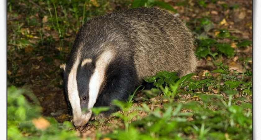 На севере Волгограда дикий барсук перепугал жильцов многоэтажки