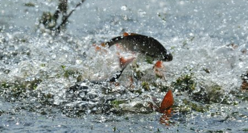 Весенне-летний нерестовый запрет на рыбалку 2016 года в Волгоградской области
