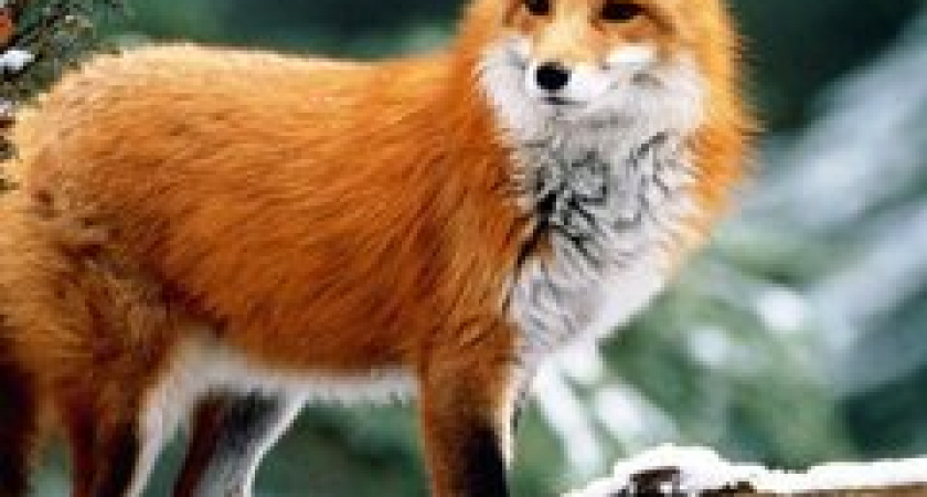 В Волгоградской области стало больше шакалов и волков