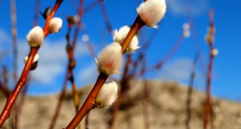 Вербное воскресенье