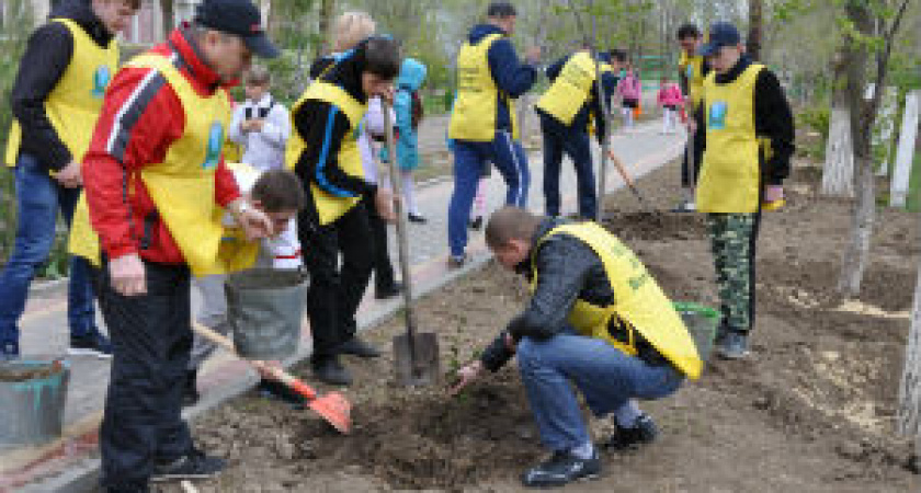 Территория Новорогачинской школы пополнилась новыми молодыми деревьями