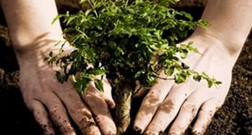 Волгоградцев приглашают принять участие в высадке деревьев у ЖК «Парк Европейский»