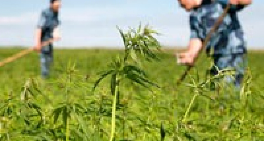 Под Волгоградом  мужчина выращивал коноплю