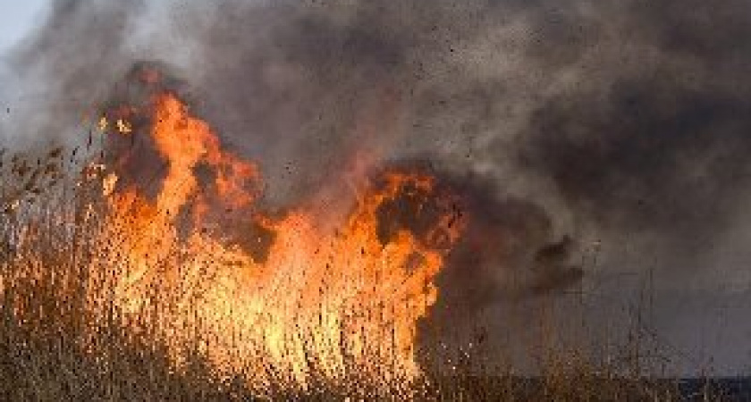 Горит камыш