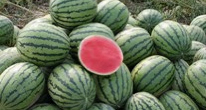 Под Волгоградом выращивают брендовые арбузы