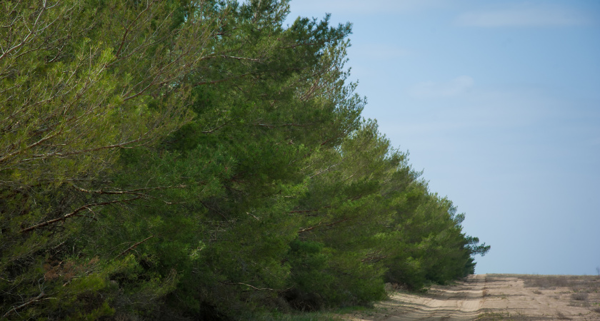 В Волгограде и области продлено ограничение на посещение лесов