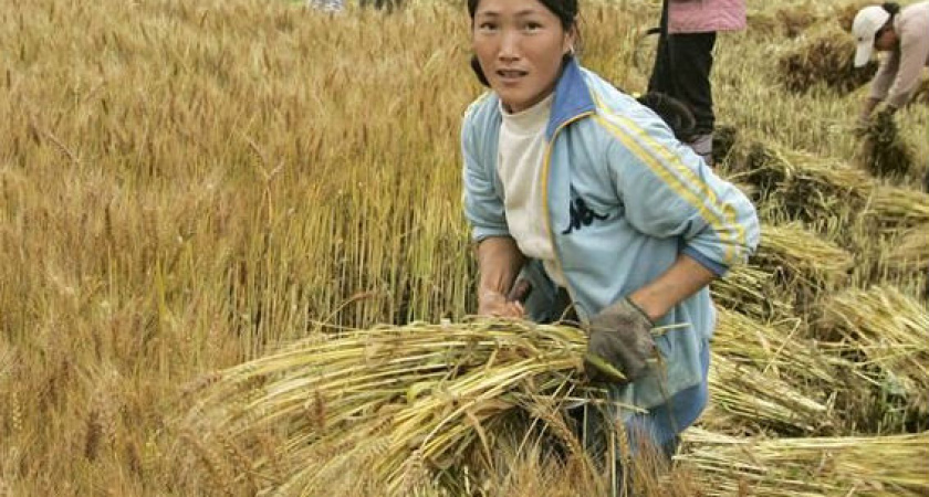 Китайцы и японцы вкладывают деньги в наше сельское хозяйство