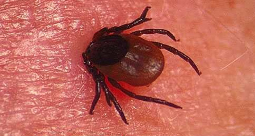 В Волгоградской области двое жителей заразились  геморрагической лихорадкой