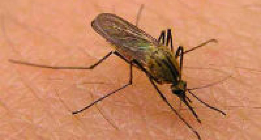 Водоёмы  Волгоградской области обрабатывают от комаров