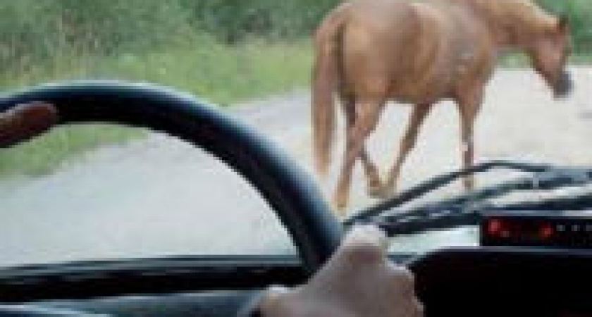 Под Волгоградом водитель на «БМВ» сбил лошадь 