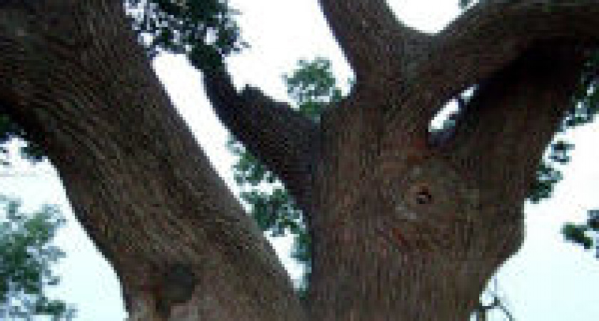 В Волгоградской области клонируют 232-летний дуб