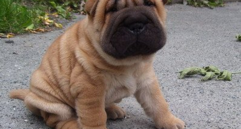 Волгоградке грозит до 2-х лет  тюрьмы за кражу породистого щенка