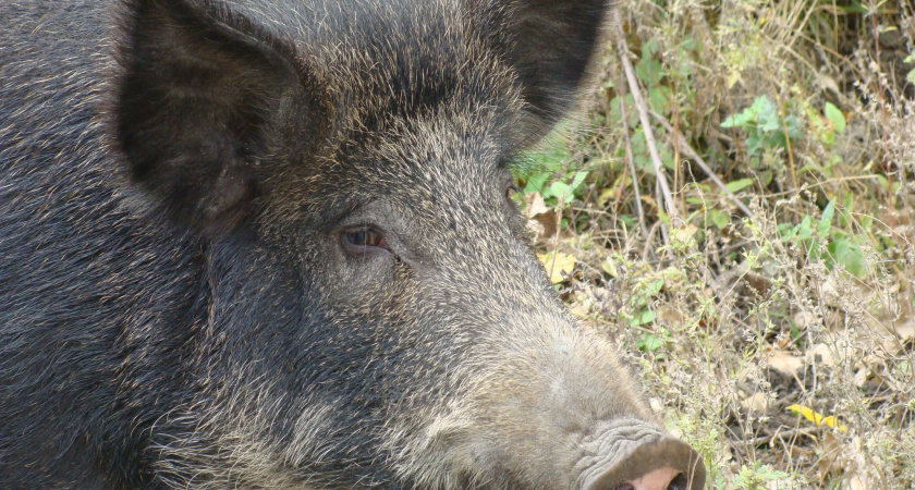 В Волгоградской области с 1 июня открывается охота на кабана