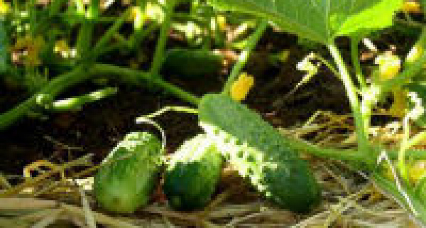 Тимофей Грядочник