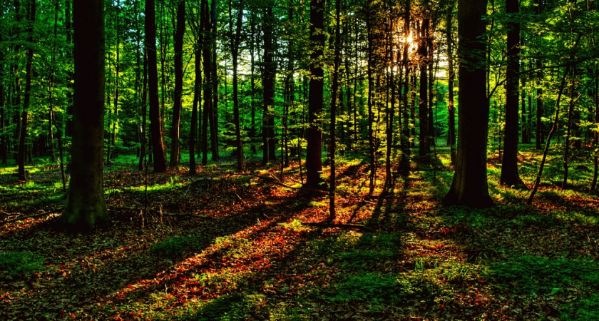 В Волгоградской области отменен особый противопожарный режим