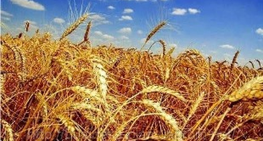 День Никиты Гусяткина