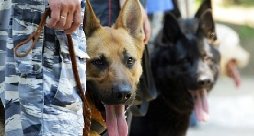 День кинологических подразделений МВД России 