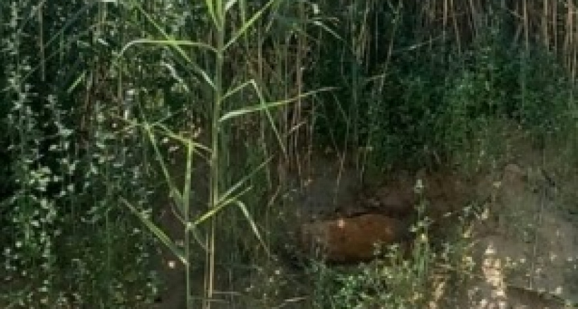 В Волгоградской области обнаружена очередная авиабомба времён ВОВ