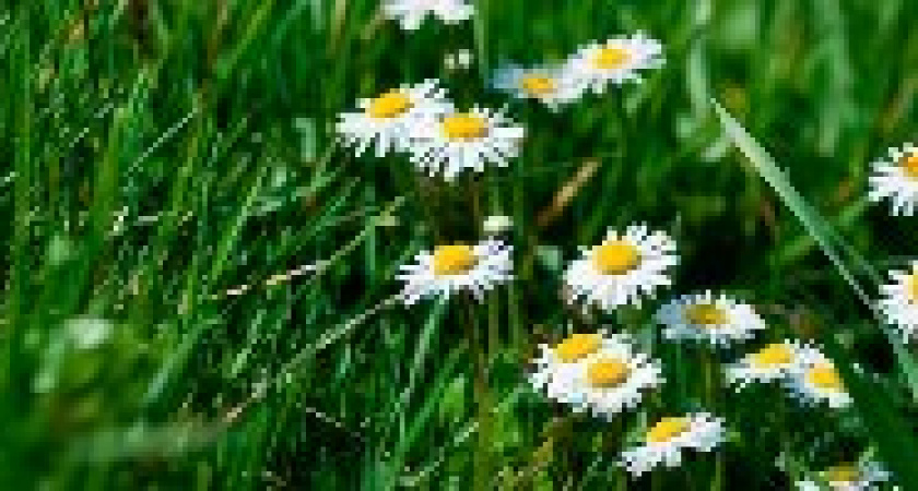 День Варнавы