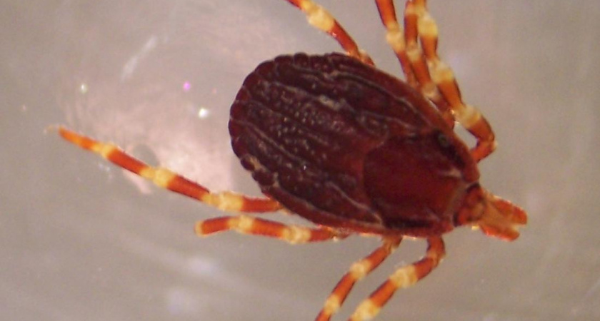 Под Волгоградом один  человек скончался от крымской геморрагической лихорадки