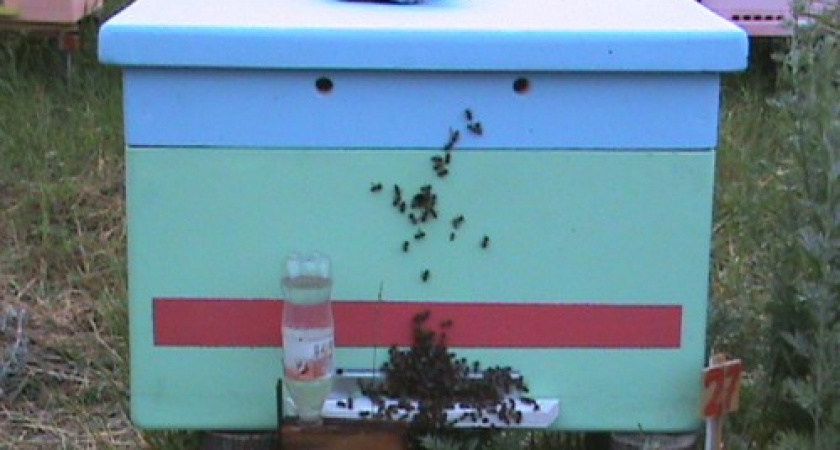 Под Волгоградом 49-летний безработный украл у фермера 8 ульев