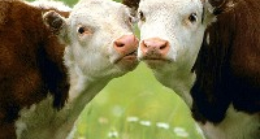 Под Волгоградом в одном из подворий выявлено инфекционное заболевание животных