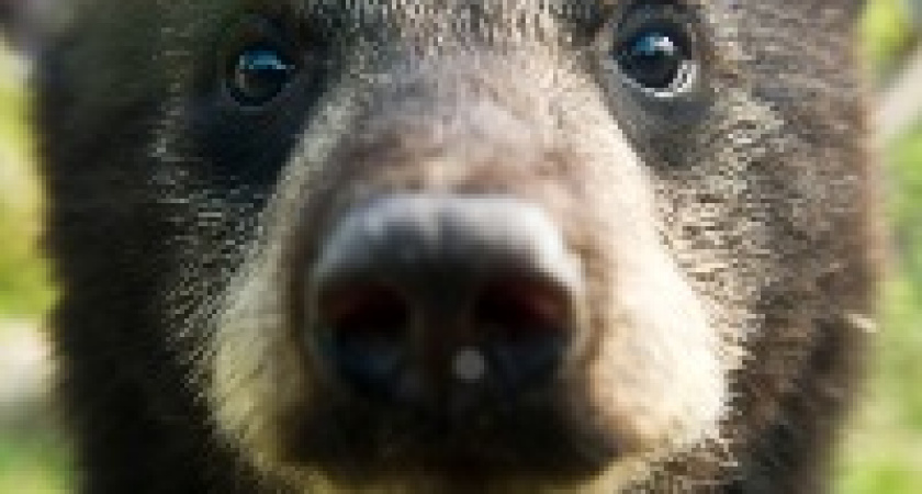 В Волгограде женщина выгуливала медвежонка 