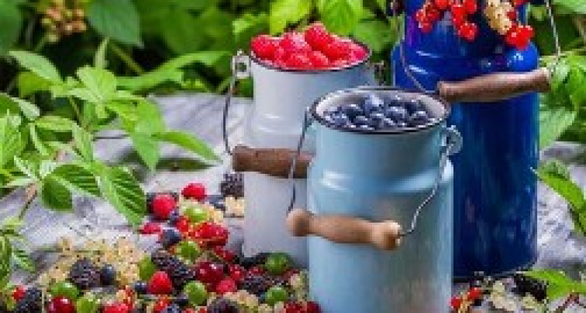 Летние Кузьминки