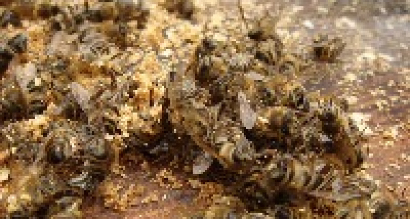 В хуторе под Волгоградом после обработки полей ядохимикатами погибли все пчёлы