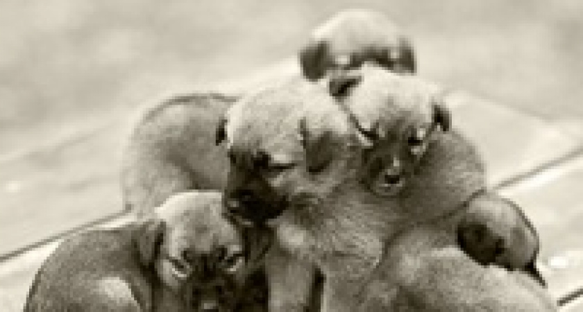 Посетители портала VOLGOGRADRU против убийства животных