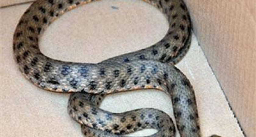 В Волгограде в офис бизнес-центра заползла змея