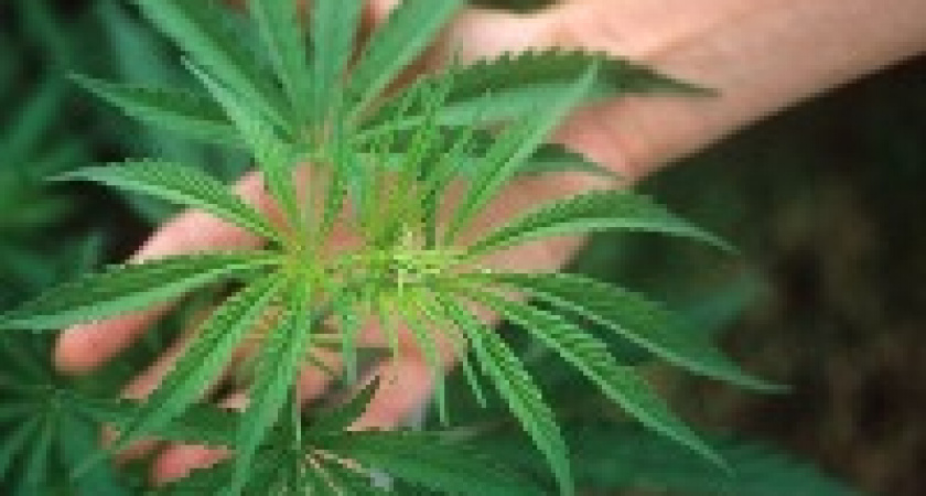 Жителя Волжского задержали за хранение пороха и выращивание конопли