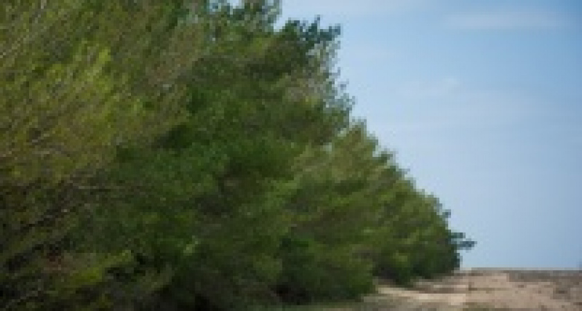 В регионе до 17 августа продлено ограничение посещения лесов