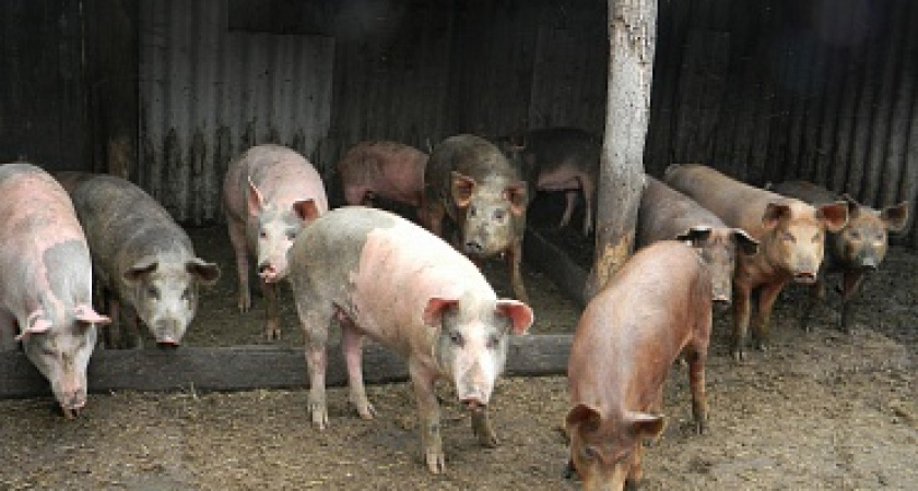 В двух хозяйствах Волгоградской области снова обнаружена АЧС