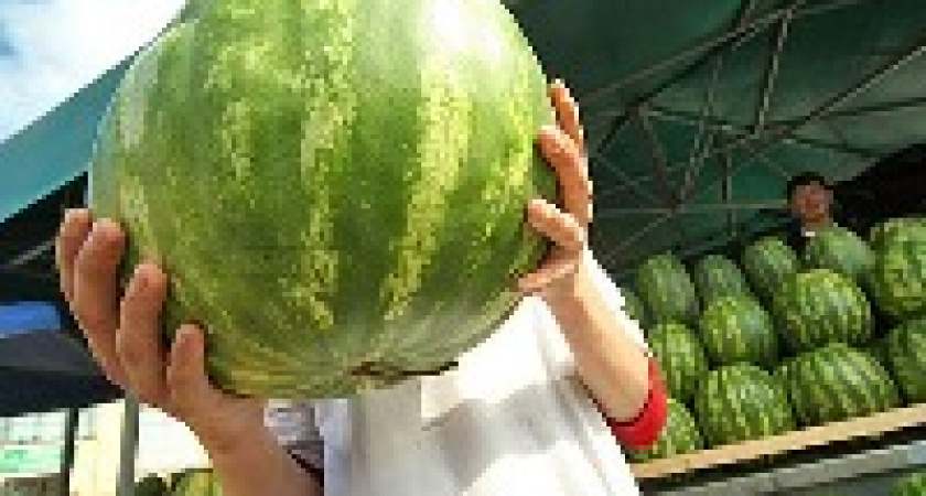 В Волгограде утвердили дополнительные места для продажи арбузов и дынь