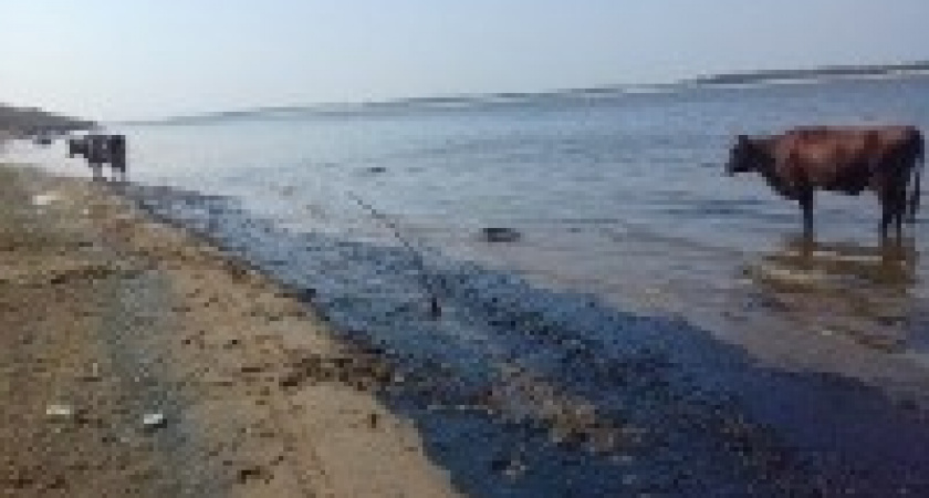 В Волгограде установлен размер ущерба из-за разлива нефти на Волге