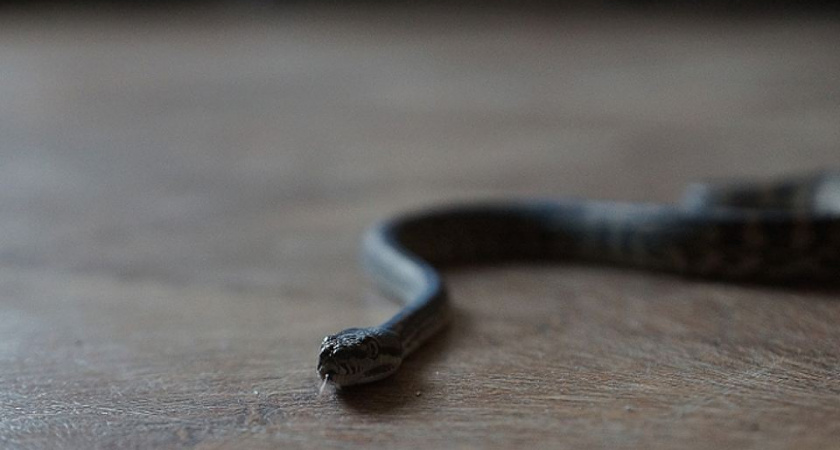 В Волгограде змея пыталась заползти в магазин