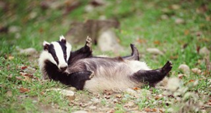 В Волгоградской области открыли охоту на барсука