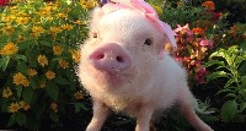 Свиней зарегистрируют на дачах