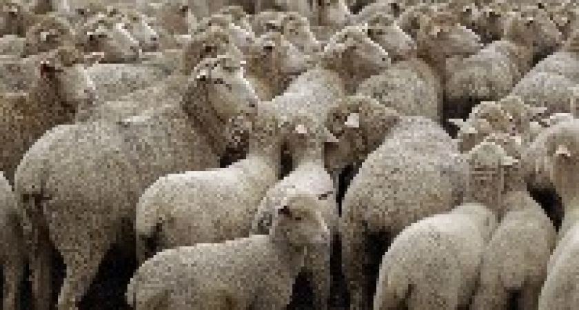 Под Волгоградом двое безработных селян на мотоцикле украли 4 овцы