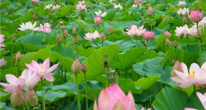 В Волго-Ахтубинской пойме цветут лотосы