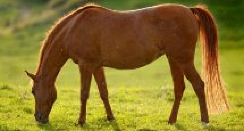 Флор и Лавр, Лошадиный праздник 