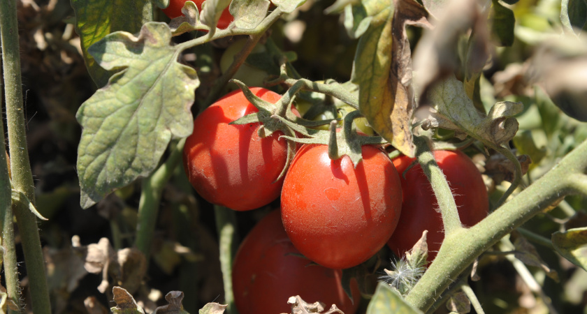 Жителей региона приглашают на фестиваль «Ахтубинский помидор»