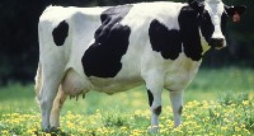 Под Волгоградом на трассе сбили корову