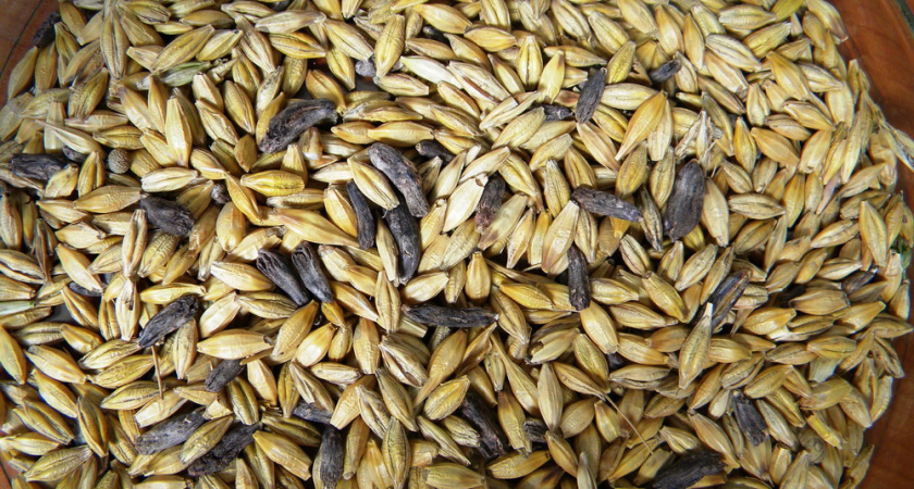  Под Волгоградом на складе пшеница хранилась вместе с ядовитым сорняком