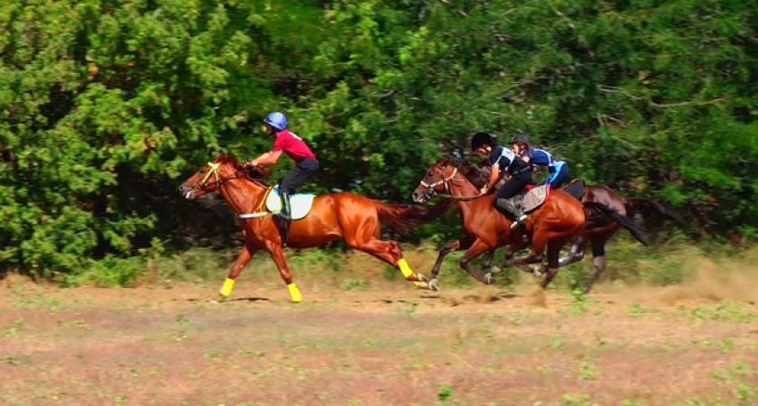 В Волгограде назван победитель областных конноспортивных игр 