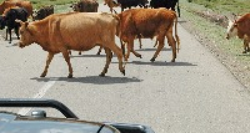 Под Волгоградом автомобилисты сбили корову и лошадь